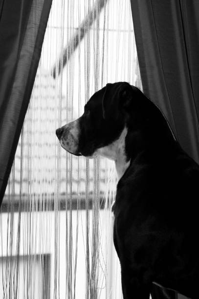 istock Bulldog looks out the window 1049296554