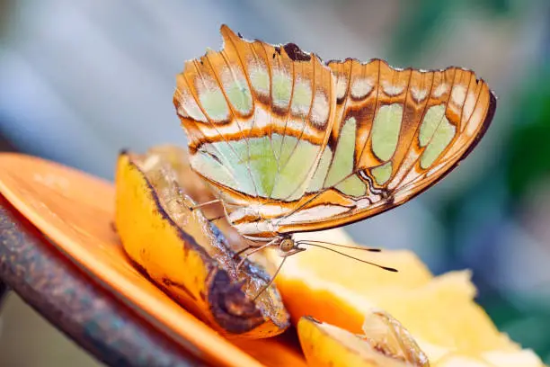 Siproeta stelenes butterfly