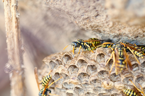 Wasp hive in rock fence, the wasps are taking care of the larvas. Making breeze to refrigerate the nest, and avoid the larvas to be dead by heat. 

Vespula vulgaris in Tenerife

The european common wasp hive.