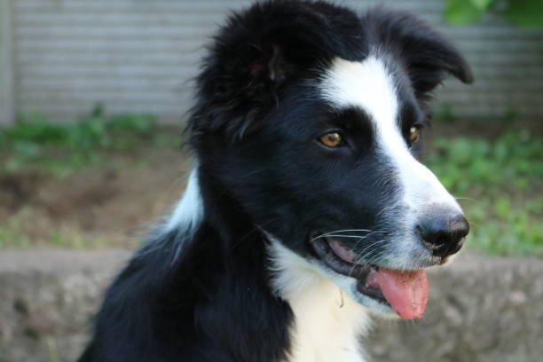 istock Careful look of a young border collie 1049302256