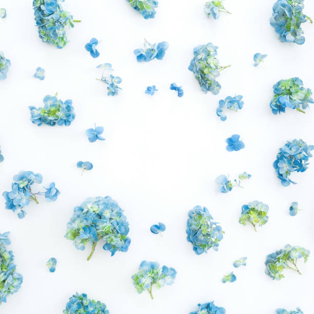 2,200+ Blue Hydrangea On White Stock Photos, Pictures & Royalty-Free