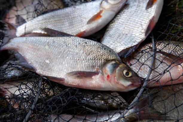 istock Freshwater white bream or silver bream and bronze bream or carp bream on landing net. 1049303564