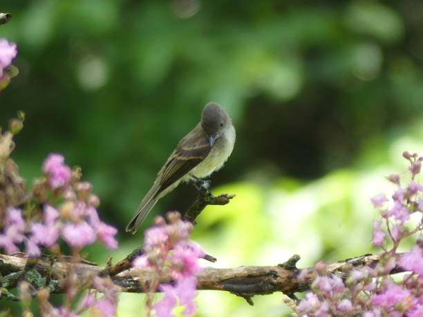 istock Eastern Phoebe Bird on Pink Crepe Myrtle Tree 1049310194