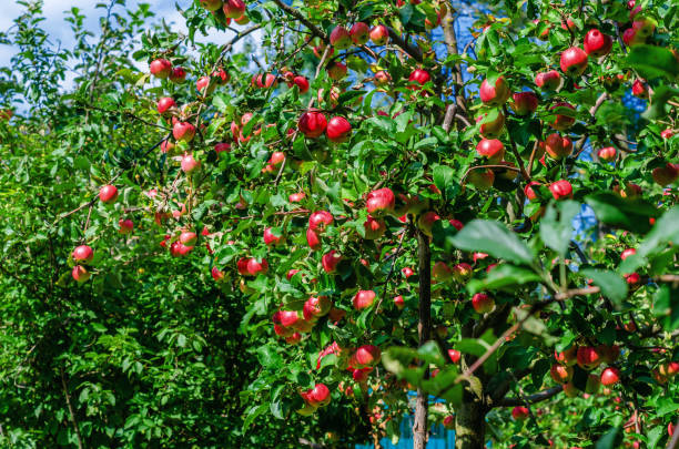 istock old apple tree with juicy red-green apples 1049313664