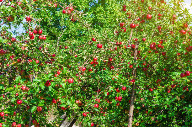 istock apples on young apple trees in the garden 1049313916