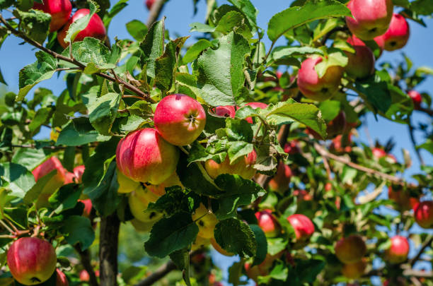 istock reaching red apples on a branch against a clear sky background 1049314110