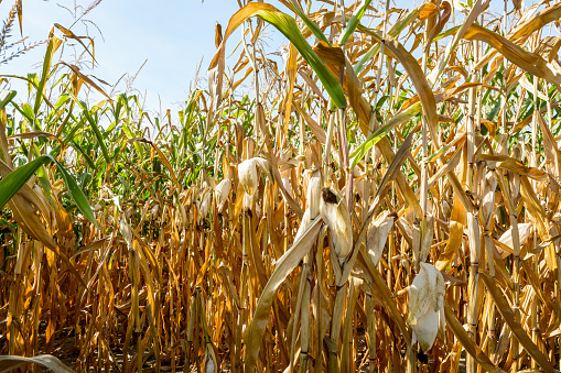 Drought hits corn crop. Corn plants in a field affected by drought during a hot, dry summer in the french countryside.