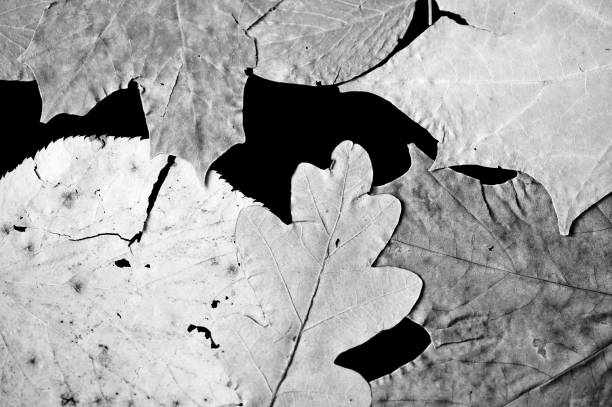 istock Dry autumn leaves as a background close up. Black and white 1049317228