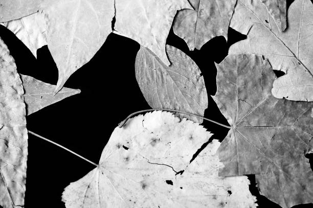 istock Dry autumn leaves as a background close up. Black and white 1049317238