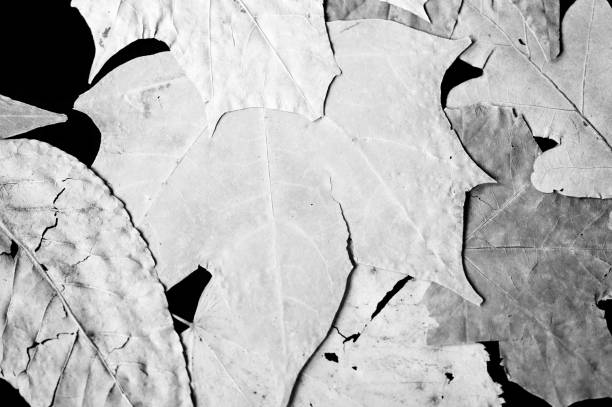 istock Dry autumn leaves as a background close up. Black and white 1049317254