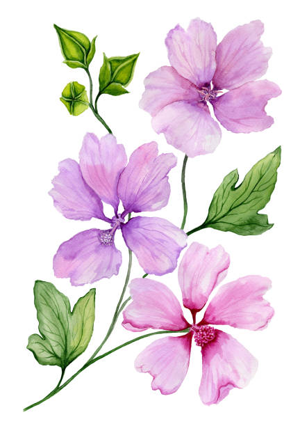 Soft floral illustration. Beautiful pink and purple lavatera flowers on a twig with green leaves isolated on white background. Watercolor painting. Soft floral illustration. Beautiful pink and purple lavatera flowers on a twig with green leaves isolated on white background. Watercolor painting. Hand painted image. malva stock illustrations
