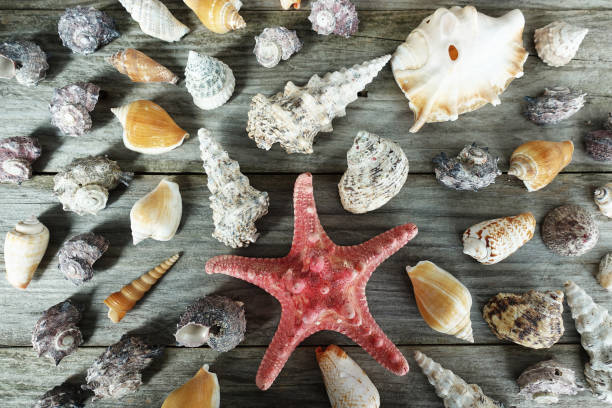 istock Different snails and seashells on vintage wooden background 1049317864