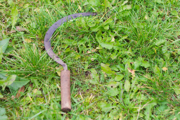 istock ancient agricultural tools, old rusty sickle lying on the grass. 1049317908
