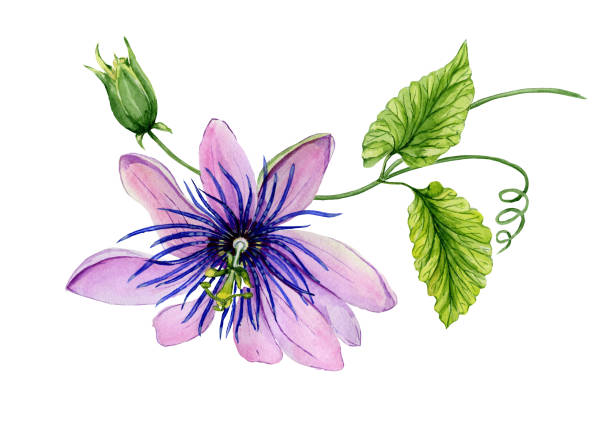 Beautiful purple passiflora (passion flower) on a twig with green leaves and tendril. Isolated on white background. Watercolor painting. Beautiful purple passiflora (passion flower) on a twig with green leaves and tendril. Isolated on white background. Watercolor painting. Hand painted floral illustration. passion flower stock illustrations