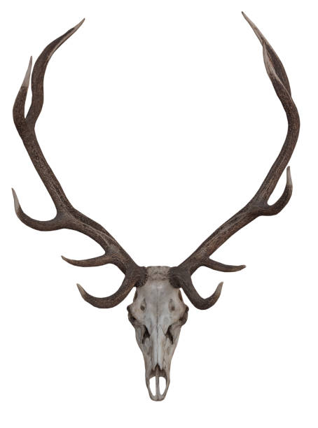 istock Antlers on the white background, isolated 1049319594