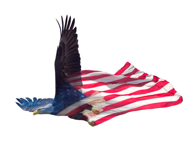 Double exposure effect of north american bald eagle on american flag.