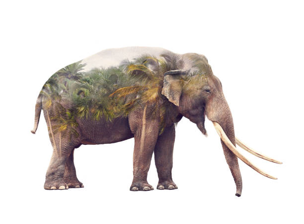 istock Double exposure of elephant and palm trees 1049321508