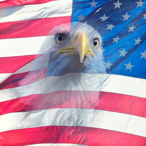 istock Double exposure  of  bald eagle on american flag. 1049321560