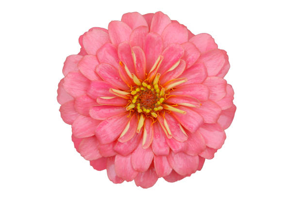 Pink zinnia flower with small water drops. Close-up. Top view. Isolated on full white - RGB 255,255,255