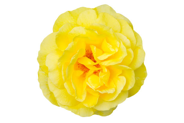 istock Yellow rose flower isolated on white 1049324608
