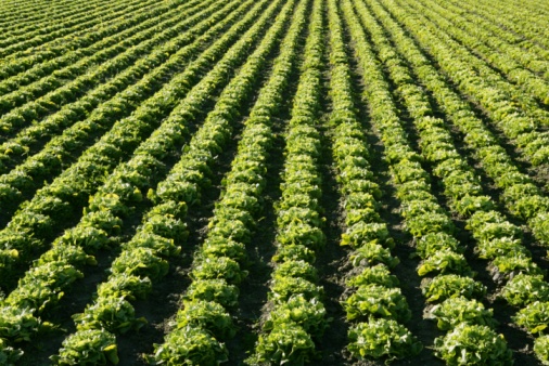Rows of lettuce growing on a central coast farm.\n\nTaken in Watsonville, California, USA
