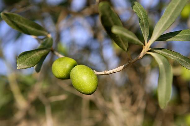 istock branch details with olives growing 104932539