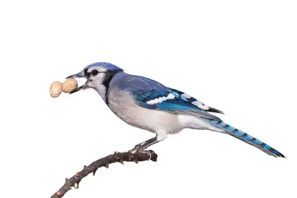 A bluejay eats a peanut while perched on a branch, white background.
