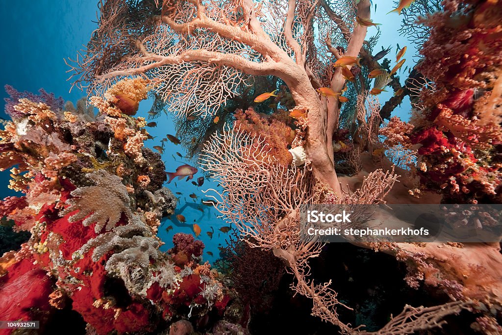 Korallen und Fische im Roten Meer - Lizenzfrei Bunt - Farbton Stock-Foto