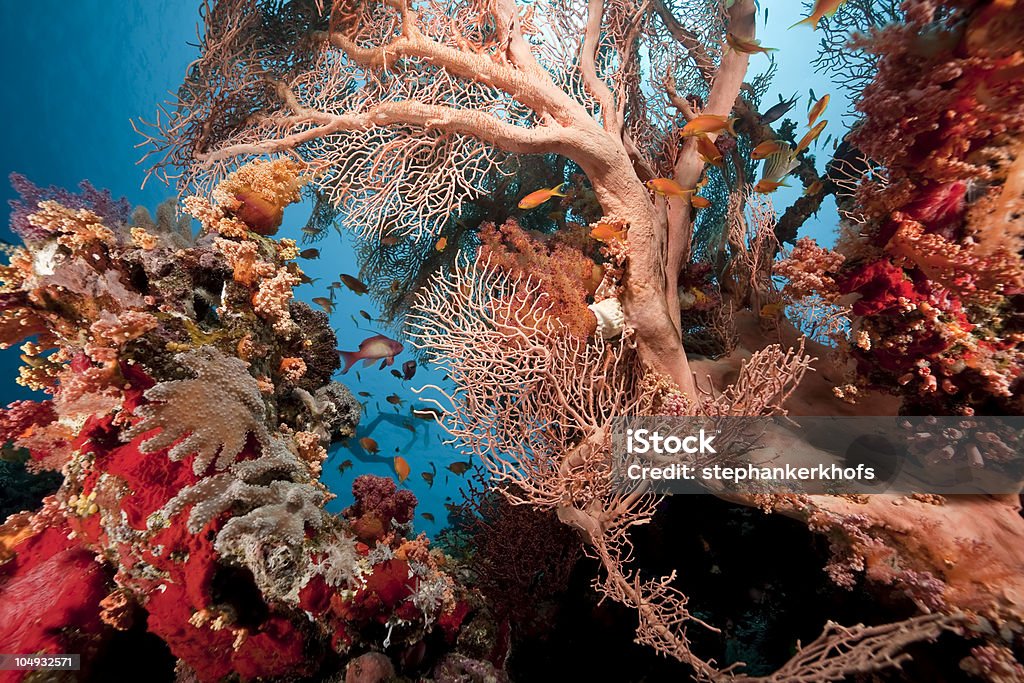 Corallo e pesce nel Mar Rosso - Foto stock royalty-free di Acqua