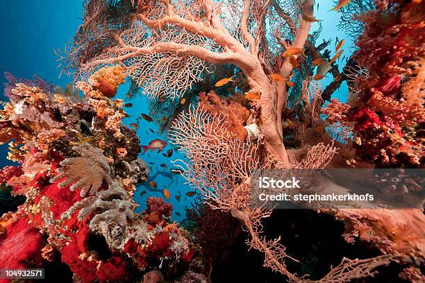 Corallo E Pesce Nel Mar Rosso - Fotografie stock e altre immagini di Acqua - Acqua, Animale, Asia Occidentale