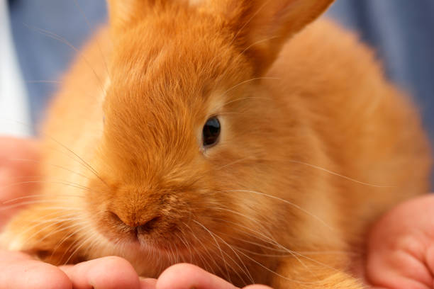 beautiful young redhead rabbit closeup on hands.