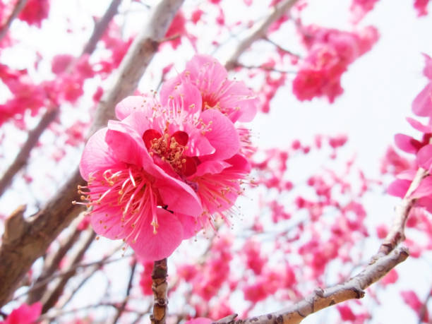 istock Flower of plum 1049328430