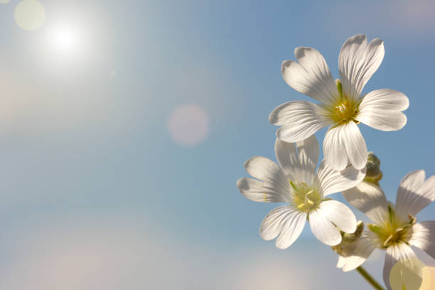istock spring white flower on a blue sky background, Wallpaper. 1049328552