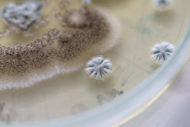 Mold Beautiful, Colony of Characteristics of Fungus (Mold) in culture medium plate from laboratory microbiology. Mold Beautiful, Colony of Characteristics of Fungus (Mold) in culture medium plate from laboratory microbiology. conidiophore photos stock pictures, royalty-free photos & images