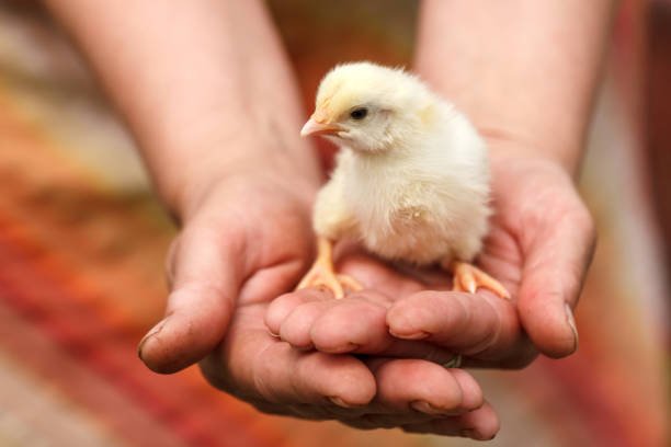un piccolo pollo seduto sulle mani di una donna adulta. - baby chicken young bird easter bird foto e immagini stock