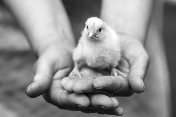 ein kleines huhn, sitzen auf den händen einer erwachsenen frau. - baby chicken human hand young bird bird stock-fotos und bilder