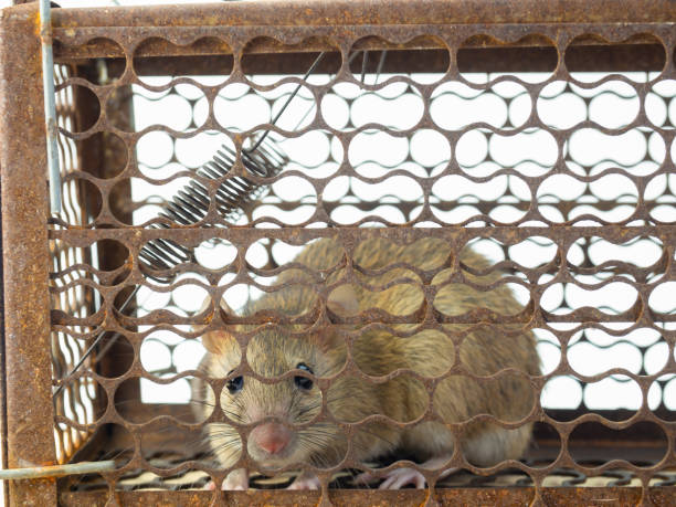 istock The mouse is in the trap. 1049331746