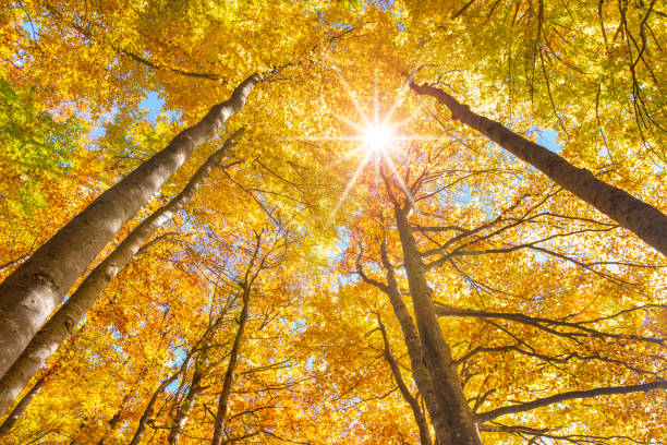 istock beautiful colored golden beech trees in forest at autumn 1049331770