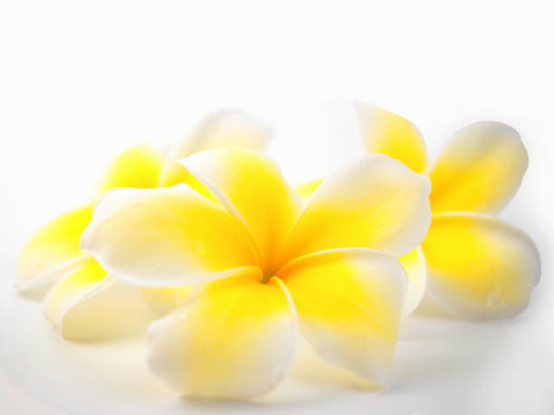 istock Tropical flowers frangipani (plumeria) on white background. 1049332154
