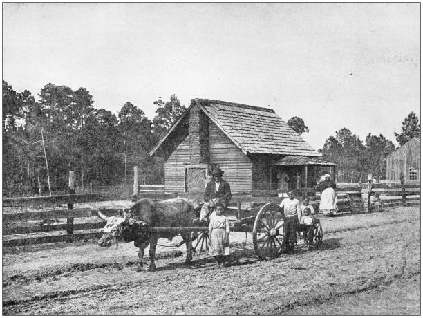 antikes foto: bauernhof in süd usa - landwirtschaft fotos stock-grafiken, -clipart, -cartoons und -symbole