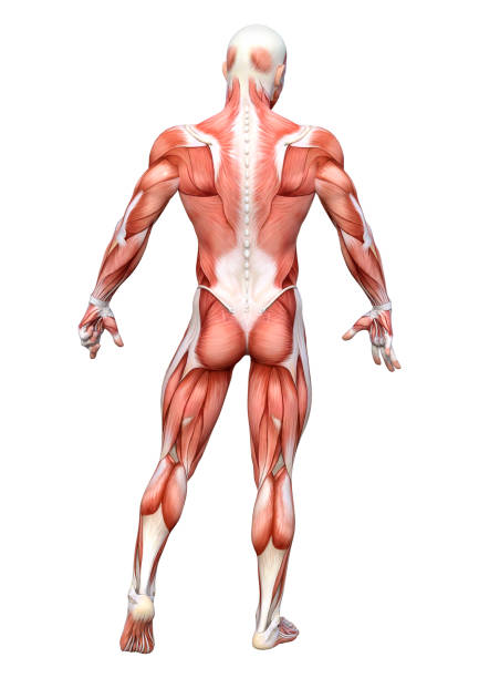 istock 3D illustration male anatomy figure on white 1049335302