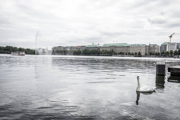 istock Swan on the Alster in Hamburg 1049338712