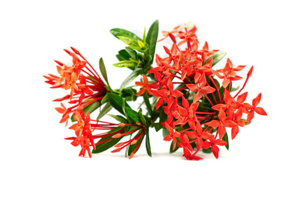 istock Ixora flower or spike flower isolated on white background 1049338722