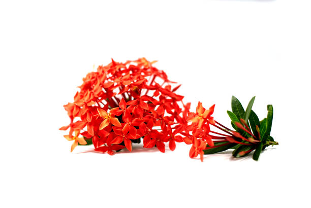 istock Ixora flower or spike flower isolated on white background 1049338742