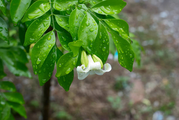 istock orange jasmine flower with rain drops 1049338778