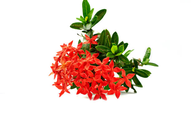 istock Ixora flower or spike flower isolated on white background 1049339050