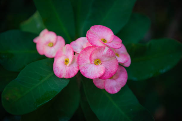 istock Poi Sian flowers 1049341300