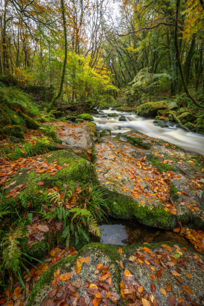 istock Autumn Leaves on Rocks, Golitha Falls, Cornwall 1049341356