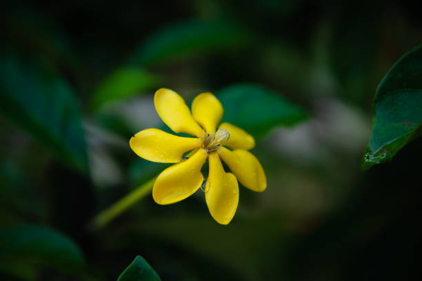 istock Beautiful yellow wildflowers 1049341436