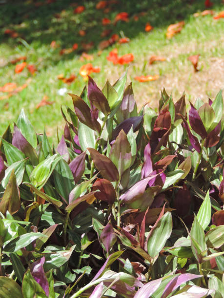 istock Plants in the garden 1049343108